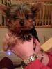 Potty Trained Teacup Yorkie puppies