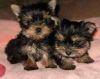 sweet male and female yorkie puppies for new homes
