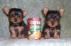 Two Yorkie Pups For Adoption