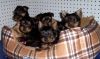 Charming T-cup Yorkie Puppies For Adoption