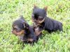 Teacup Yorkie Puppies Available(xxx) xxx-xxx0