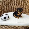 Cute female and male teacup yorkie puppies