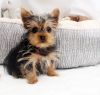 Adorable Male and Female Yorkie puppies