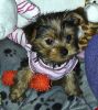 Adorable Toy Teacup Yorkie Puppies