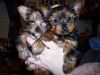 Tiny Outstanding Yorkie Puppies For New Homes