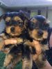 Tiny Teacup Yorkie Puppies For New Homes