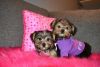 Super Charming Teacup Yorkie Puppies For New Homes