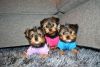 Great!! T-cup Yorkie Puppies For Forever Homes