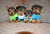 Doll Face T-cup Yorkie Puppies For New Homes