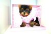 Toy T-cup Yorkie Puppies