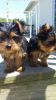 Akc Registered Yorkie Puppies Available Now