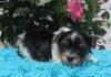 Adorable teacup Yorky puppies available for sale