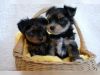 Yorkie Puppies To Offer Good Homes.(xxx) xxx-xxx0