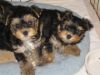 male and female yorkie babaies for new homes