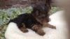 Pedigree Yorkie Terrier Pups For Sale