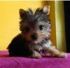 2 Cute Teacup Yorkie Puppies For Free Adoption