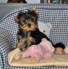smart yorkie puppies for adoption