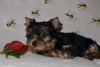 Two Adorable Tea Cup Yorkie Puppies For Adoption