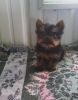 Awew Two Awesome T-cup Yorkie Puppies