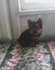 Sxac.asd Two Awesome T-cup Yorkie Puppies