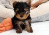 Sweet Yorkie puppies ready for caring home.