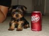 Lovely Free Teacup Yorkie Puppies