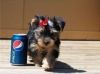 Excellent Tea-cup Yorkie Puppies For Adoption