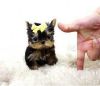 Yorkie puppies for adoption text