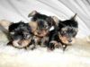 Tcup Yorkie Puppies (xxx) xxx-xxx8