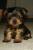 Cute And Charming Teacup Yorkshire Terrier Puppies