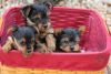 Yorkshire Terrier Male pups for sale