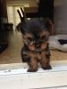 Loyal Teacup Yorkie Puppies Ready For New Homes.