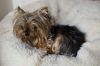 marvelous teacup yorkie puppy for adoption
