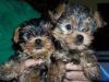 Yorkie Puppies For Adoption(xxx) xxx-xxx4