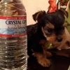Charming Affectionate Yorkshire Terrier Puppies