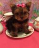 Cute Yorkie puppies for caring home
