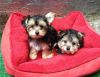 Tiny Teacup Yorkie Puppies Ready For New Home.