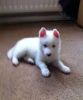 white husky puppies for adoption
