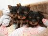 Adorable Akc Yorkie Puppies For Adoption