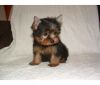 Beautiful Yorkshire Terrier Puppies For Adoption