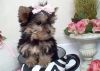 I have two loving Yorkshire Terrier puppies
