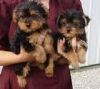 Healthy teacup yorkie puppies available