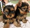 AKC Yorkie Puppies