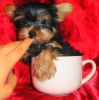 Teacup yorkie puppies ready now for Xmas.