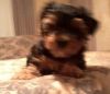 Toy Yorkshire Terrier Puppies.