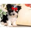 For Adotpion Yorkie Puppies 10 Weeks Old