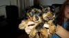 Teacup Yorkie Puppies Ready T(xxx) xxx-xxx4