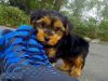 Male & Female Yorkie Puppies