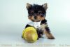 Yorkshire Terrier Male Teacup Neutered