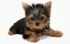 well trained tea cup yorkie puppies